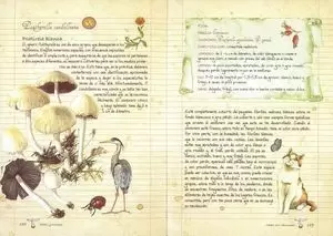 SETAS Y HONGOS