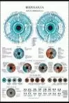 IRIDIOLOGIA POSTER