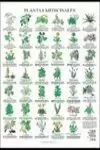 PLANTAS MEDICINALES POSTER