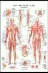 SISTEMA MUSCULAR POSTER