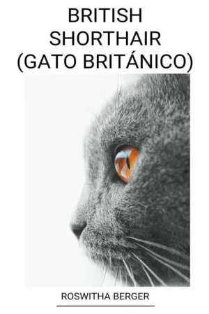 BRITISH SHORTHAIR (GATO BRITANICO)